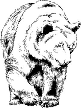 bear drawn with ink from the hands of a predator tattoo logo