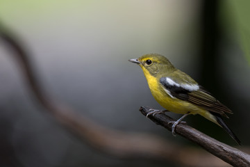 Green-backed Flycatcher male bird, very rare species found at Phatthalung province, southern of Thailand.