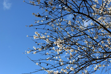 Flowers starting to blossom on the tree. Bright blue sky in the background. 