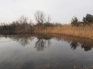 Po Delta, Italy. Panorama,  trees and reeds reflected in the water.