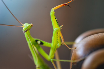 A macro praying mantis