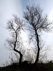Po Delta, Italy.  Two trees stand against the sky.