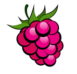 Ripe bright raspberry with black stroke on a white background.Vector illustration