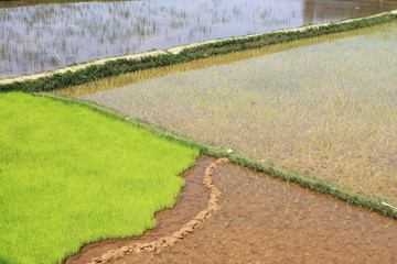 typische Reisfelder in Madagakar, junger Reis wächst