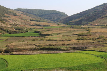 Fototapeta na wymiar typische Reisfelder in Madagakar, Reisanbau auf Terassen, 