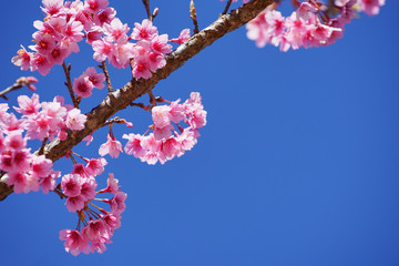 Beautiful cherry blossom sakura in spring time over blue sky.
