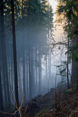 Misty forest, AUSTRIA / Buchl