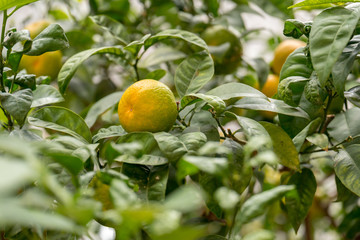 Citrus fruit trees