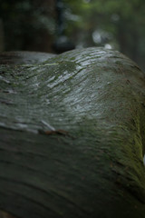 木の表面