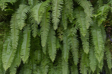 Green leaf background