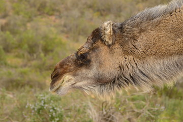 Dromedary, also called Arabian Camel