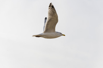 Seagul flying through the sky