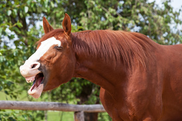 Portrait of yawning hot-blooded horse