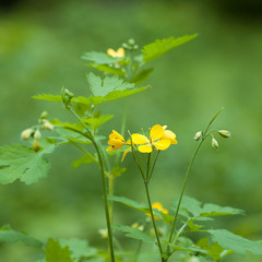 flowering celandine in a summer field or on the edge of a forest