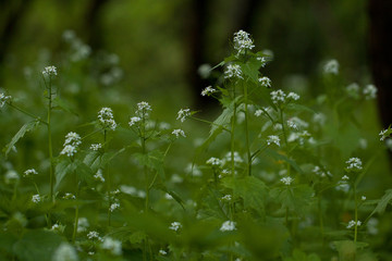 unusual flowers of a Lunaria plant in a dark mysterious forest