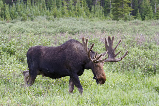 Shiras Moose of The Colorado Rocky Mountains