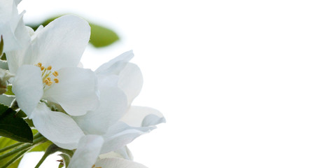 Obraz na płótnie Canvas beautiful tender white flowers of apple tree