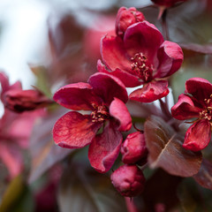 beautiful bright sakura blossom flowers
