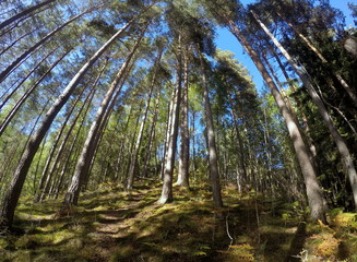 Fototapeta premium Norwegian woods