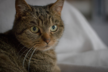 Katzen Portrait