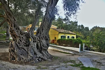 Papier Peint photo Lavable Olivier Greece,island Paxos-view of the olive tree