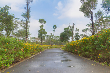 Curved sidewalk, path, trail at the empty street in the park