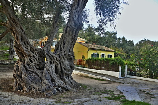 Greece,island Paxos-view of the olive tree