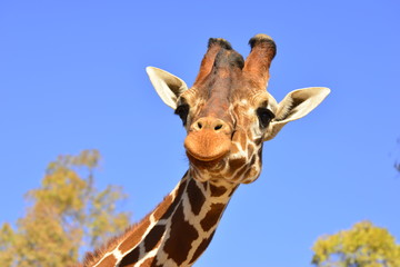 Girafa mirando