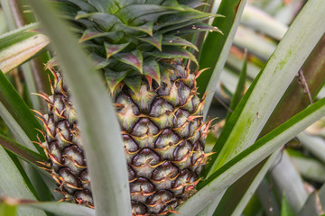 Obraz premium Sweet pineapple planted in the garden, Tropical fruit