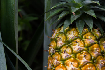 Fototapeta premium Sweet pineapple planted in the garden, Tropical fruit