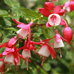 Fuchsia