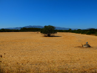 campo