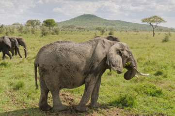 Closeup of African Elephant (scientific name: Loxodonta africana, or "Tembo" in Swaheli)  in the Serengeti National park, Tanzania