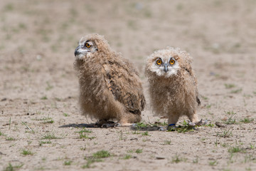 2 Young Owls