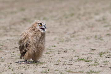 Young Owl