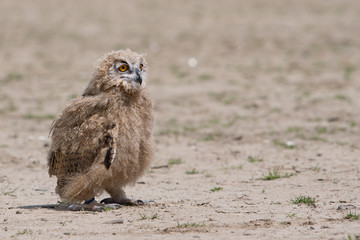 Young Owl