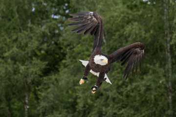 Flying Bald Eagle