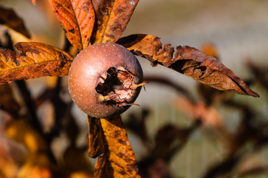 Mispelzweig mit Frucht