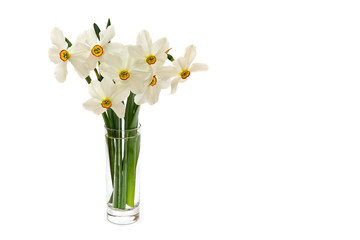 White wild narcissus (Narcissus poeticus) in glass on a white background with space for text
