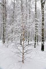 Beautiful winter forest after the fallen snow.