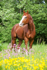 Naklejka na ściany i meble Portrait of nice hot-blooded horse on meadow