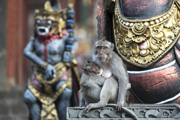 Affentempel Pura Pulaki