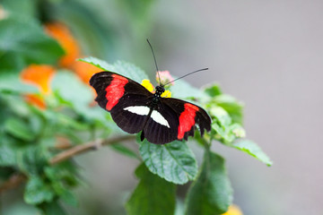 Papillon rouge et noir