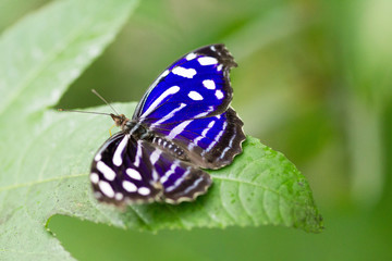 papillon reflet bleu
