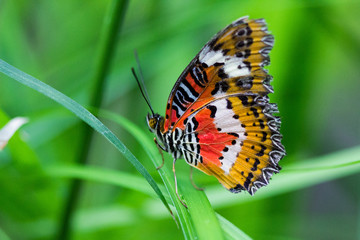 Papillon majestueux 