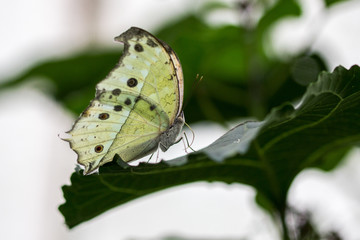 Papillon blanc