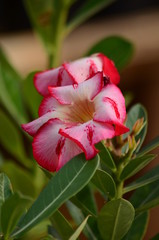 Plantas e flores - Rosa do Deserto