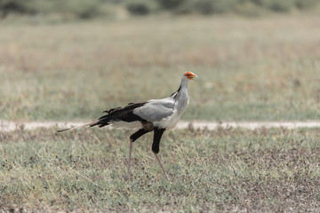 Sectary Bird In African Savana 