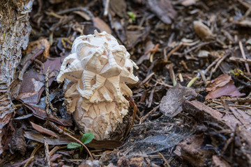 White Fungus Grows through Ground Cover