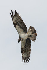 Fototapeta premium Osprey Hunting Pandion haliaetus